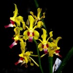 Sweetara Wong Yit Hoe-Flowering Size